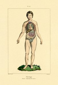 Intestinos, 1833-39